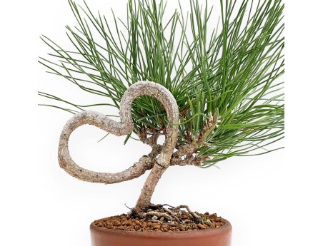 Pinus Thunbergii - Black Pine - 23 cm