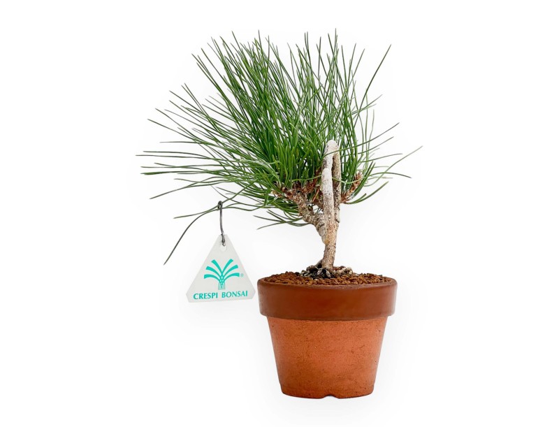 Pinus Thunbergii - Black Pine - 23 cm