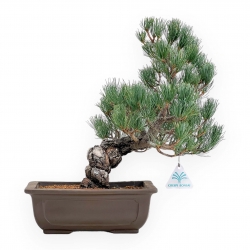 Pinus Pentaphylla - Pino a cinque aghi - 38 cm