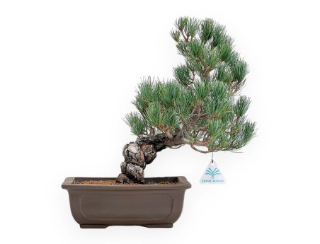 Pinus Pentaphylla - Pino a cinque aghi - 38 cm