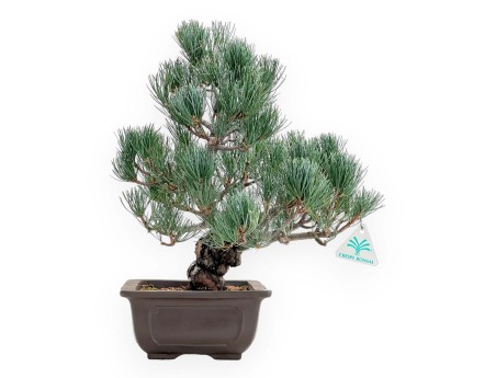 Pinus Pentaphylla - Pin à cinq aiguilles - 38 cm