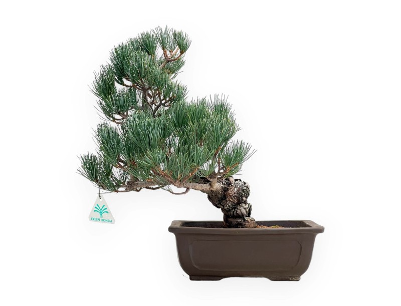 Pinus Pentaphylla - Pine five needles - 38 cm
