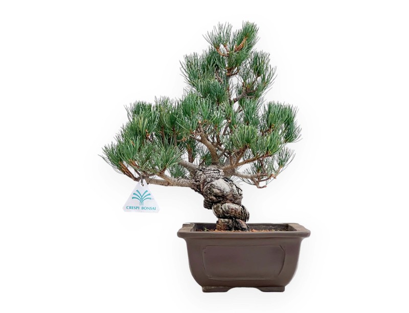Pinus Pentaphylla - Pino a cinque aghi - 38 cm