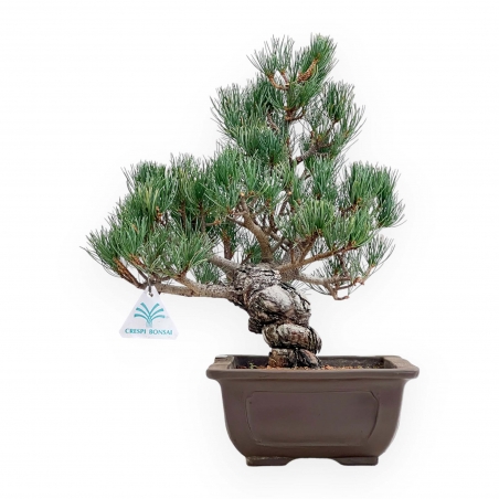Pinus Pentaphylla - Pino a cinque aghi - 38 cm