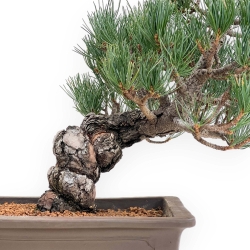 Pinus Pentaphylla - Pino a cinque aghi - 38 cm
