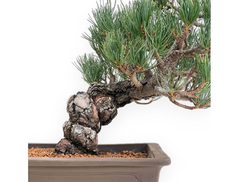 Pinus Pentaphylla - Pine five needles - 38 cm