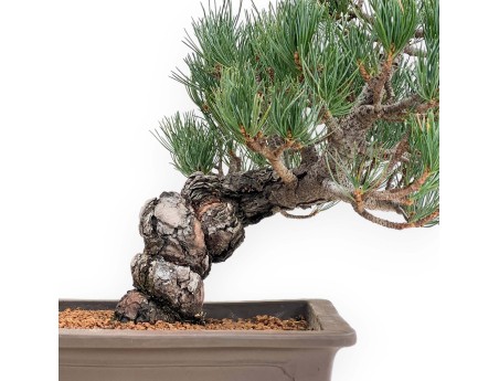 Pinus Pentaphylla - Pine five needles - 38 cm