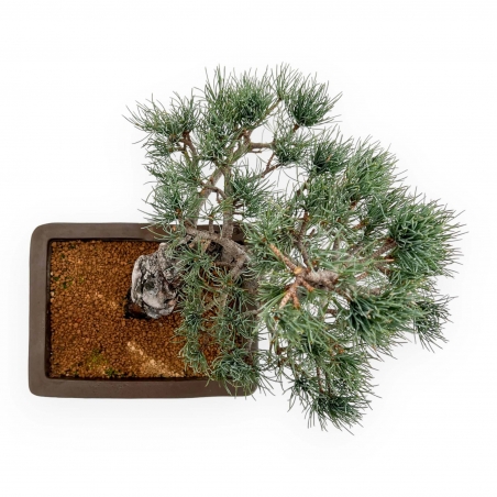 Pinus Pentaphylla - Pin à cinq aiguilles - 38 cm
