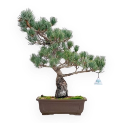 Pinus Pentaphylla - Pin à cinq aiguilles - 51 cm