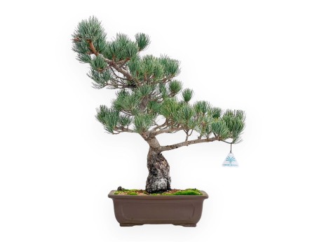 Pinus Pentaphylla - Pin à cinq aiguilles - 51 cm