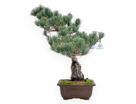 Pinus Pentaphylla - Pino a cinque aghi - 51 cm