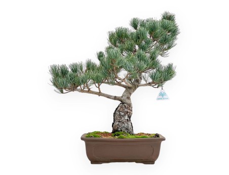 Pinus Pentaphylla - Pino a cinque aghi - 51 cm