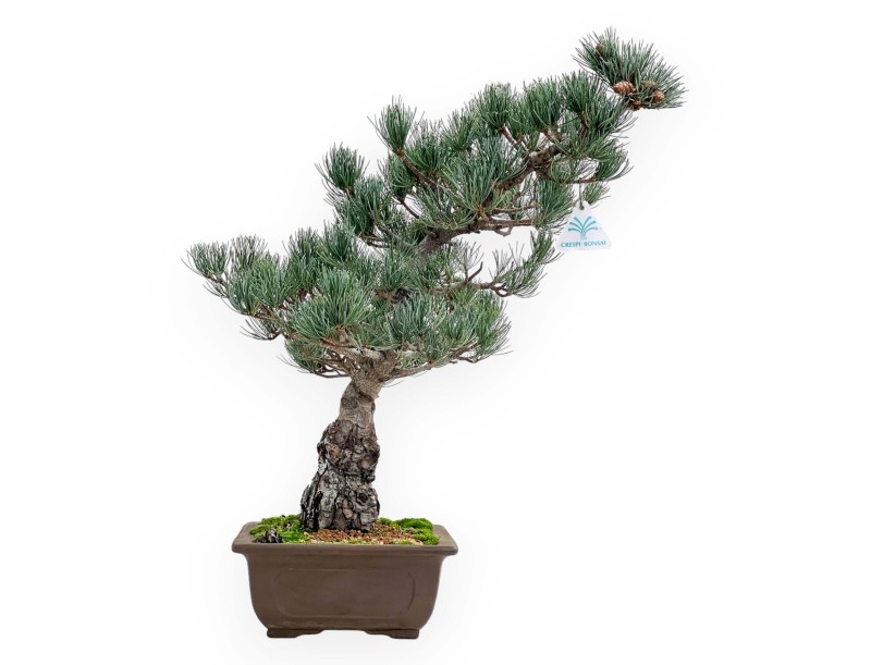 Pinus Pentaphylla - Pin à cinq aiguilles - 51 cm