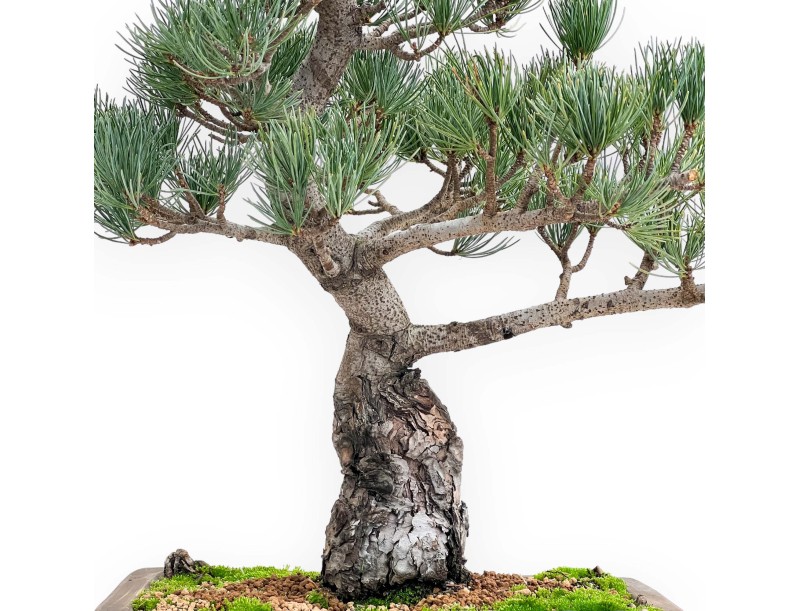 Pinus Pentaphylla - Pin à cinq aiguilles - 51 cm