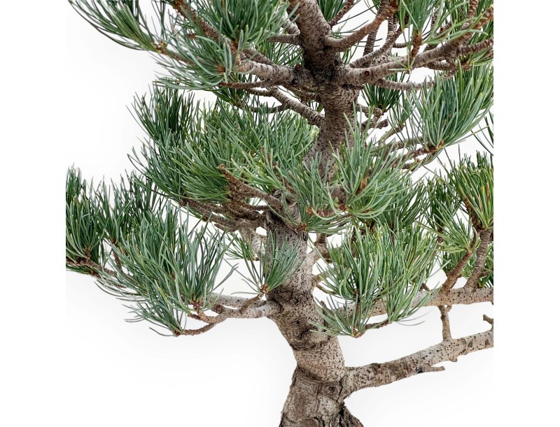 Pinus Pentaphylla - Pine five needles - 51 cm