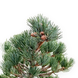 Pinus Pentaphylla - Pin à cinq aiguilles - 51 cm