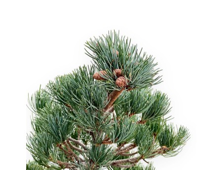 Pinus Pentaphylla - Pine five needles - 51 cm