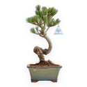 Pinus Pentaphylla - Pino a cinque aghi - 36 cm