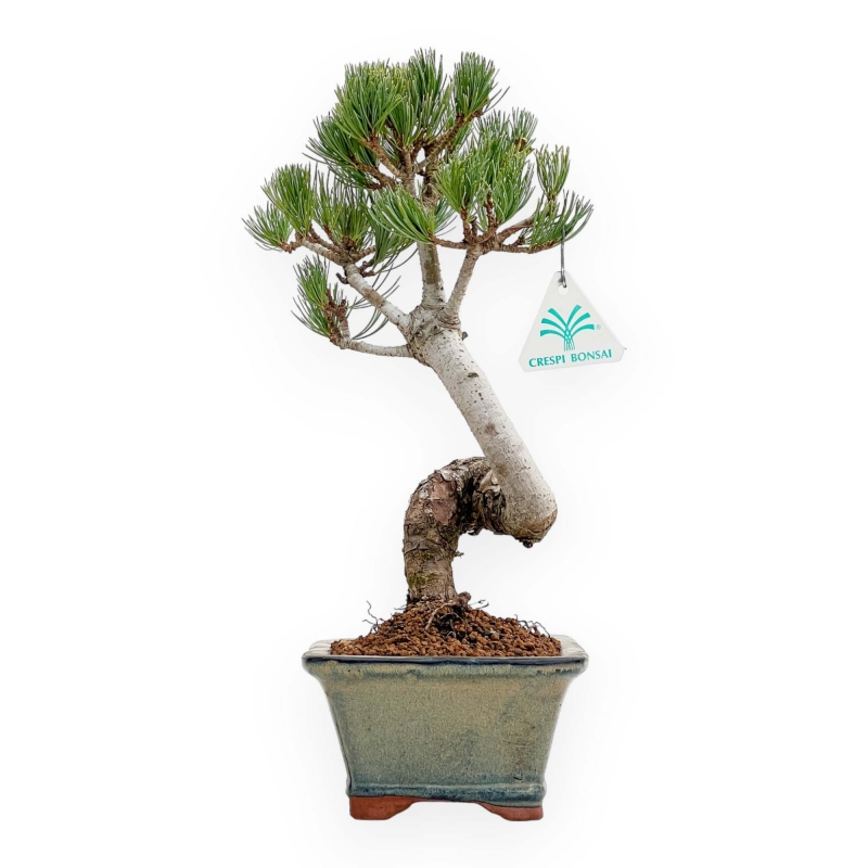 Pinus Pentaphylla - Pino a cinque aghi - 36 cm