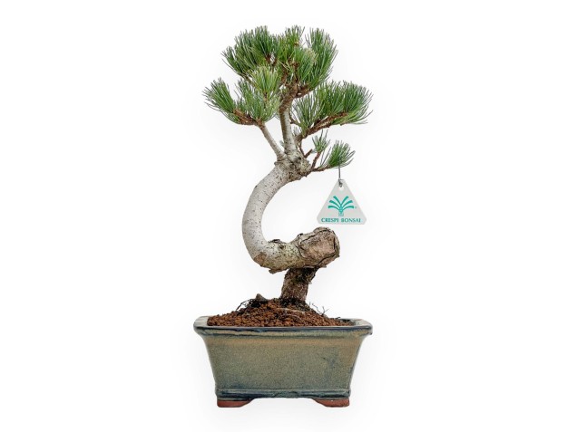 Pinus Pentaphylla - Pine five needles - 36 cm