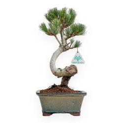 Pinus Pentaphylla - Pino a cinque aghi - 36 cm