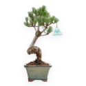 Pinus Pentaphylla - Pino a cinque aghi - 36 cm