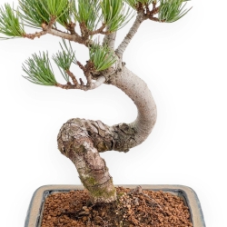 Pinus Pentaphylla - Pino a cinque aghi - 36 cm