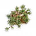 Pinus Pentaphylla - Pino a cinque aghi - 36 cm