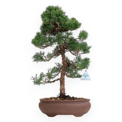 Juniperus Chinensis - Juniper - 45 cm
