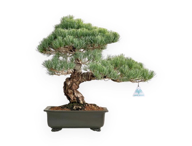 Pinus Pentaphylla - Pin à cinq aiguilles - 52 cm