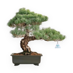 Pinus Pentaphylla - Pine five needles - 52 cm