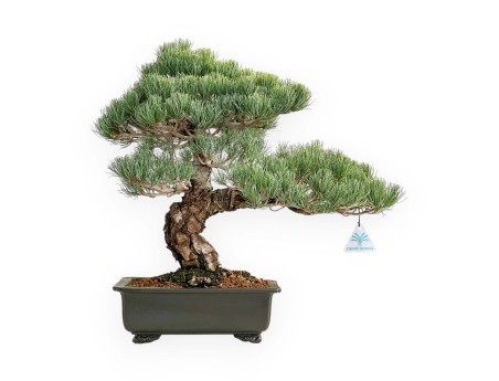 Pinus Pentaphylla - Vijfnaaldsden - 52 cm
