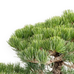 Pinus Pentaphylla - Pine five needles - 52 cm