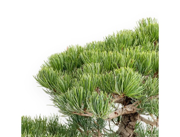 Pinus Pentaphylla - Vijfnaaldsden - 52 cm 2