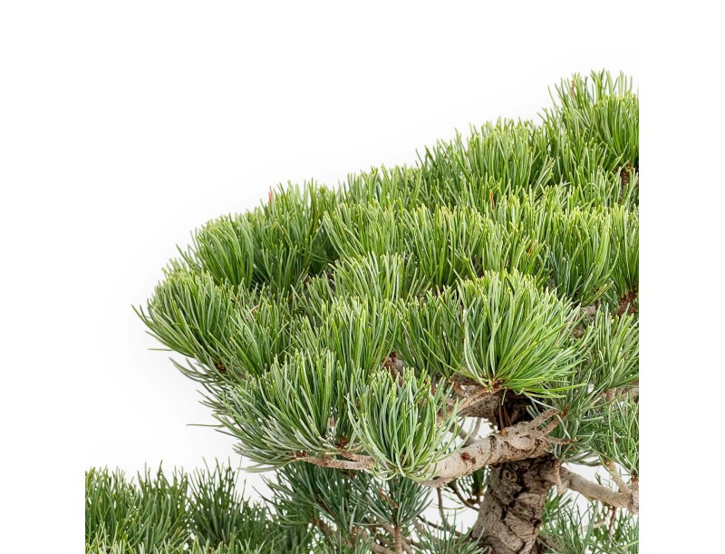 Pinus Pentaphylla - Fünfnadelige Kiefer - 52 cm