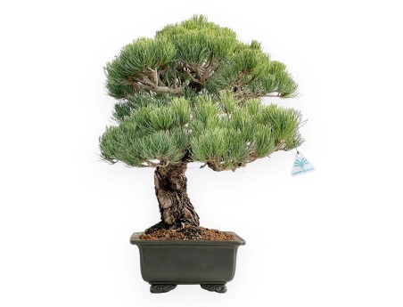 Pinus Pentaphylla - Fünfnadelige Kiefer - 52 cm