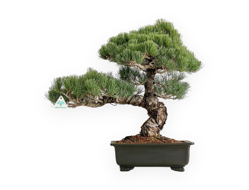Pinus Pentaphylla - Fünfnadelige Kiefer - 52 cm
