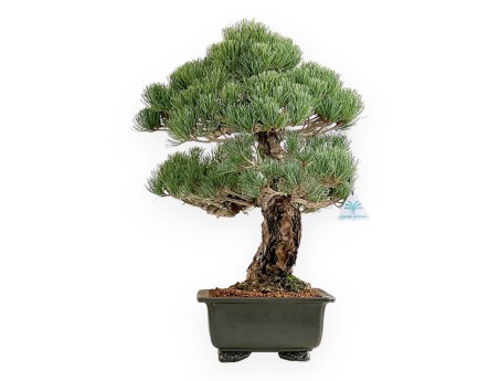 Pinus Pentaphylla - Pino a cinque aghi - 52 cm