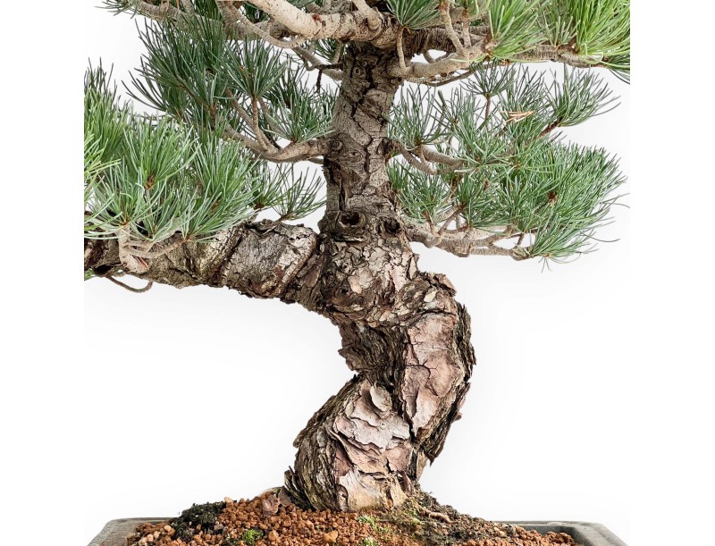 Pinus Pentaphylla - Fünfnadelige Kiefer - 52 cm