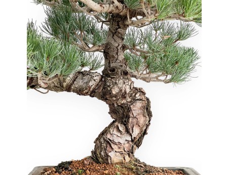 Pinus Pentaphylla - Vijfnaaldsden - 52 cm