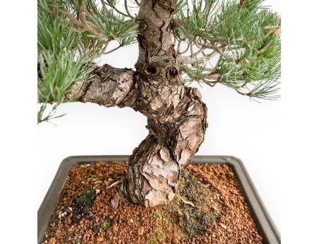 Pinus Pentaphylla - Pino de cinco agujas - 52 cm
