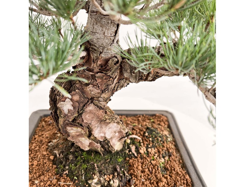 Pinus Pentaphylla - Pin à cinq aiguilles - 52 cm