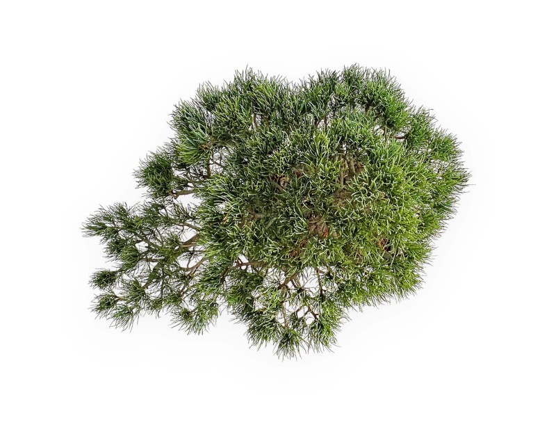 Pinus Pentaphylla - Vijfnaaldsden - 52 cm