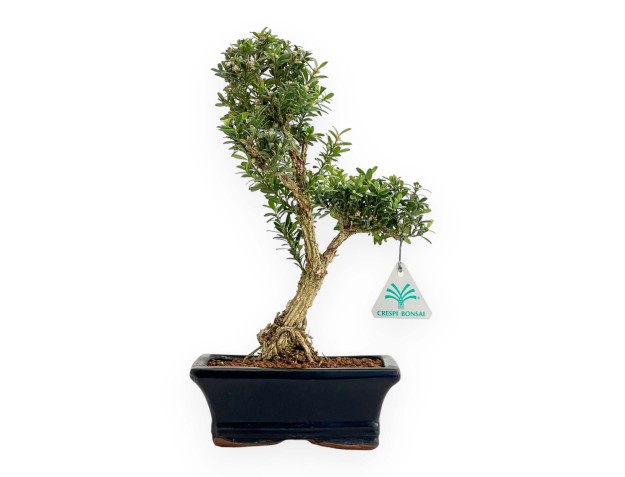 Buxus Harlandii - Boxwood - 32 cm