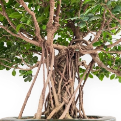 Ficus Formosanum - Fico - 89 cm