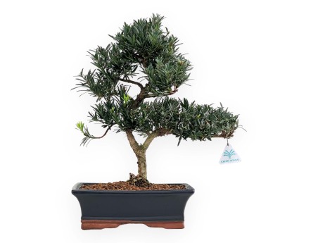 Podocarpus Macrophylla - 44 cm