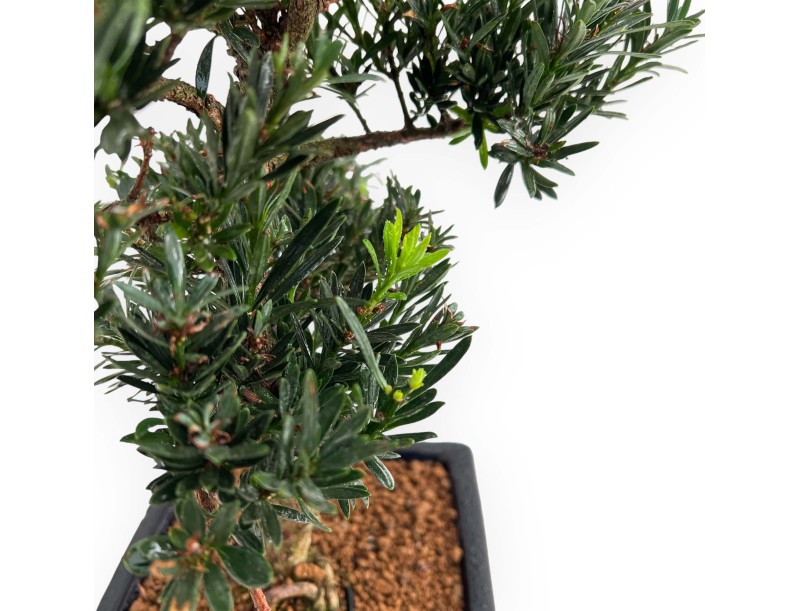 Podocarpus Macrophylla - 44 cm