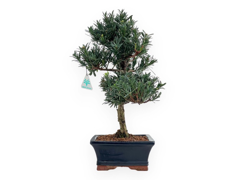 Podocarpus Macrophylla - 44 cm