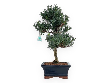 Podocarpus Macrophylla - 44 cm
