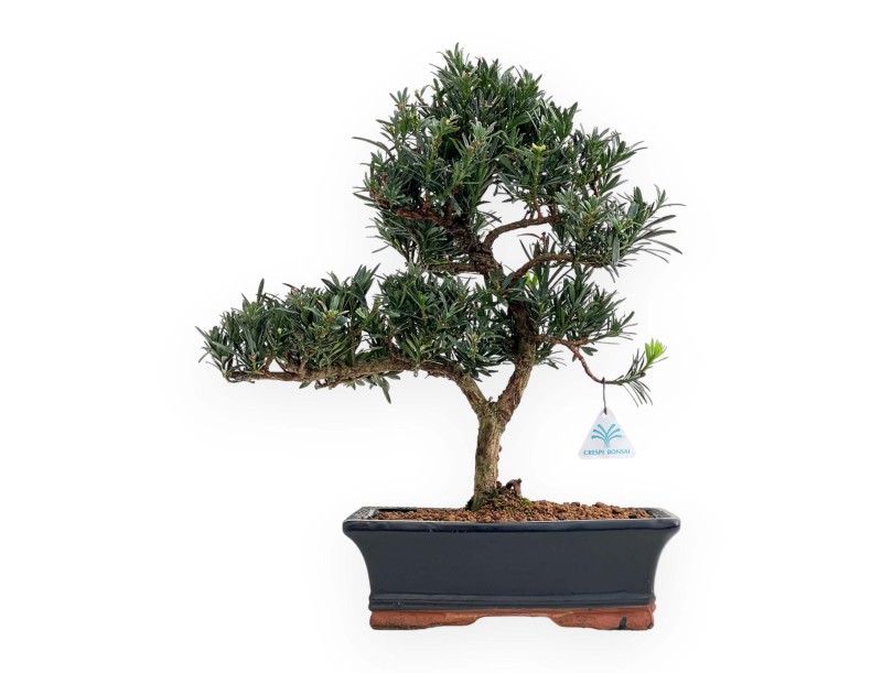 Podocarpus Macrophylla - 44 cm